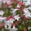 Abelia × Grandiflora 2 Abelia × Grandiflora -Herbalife Shop pl0000000003