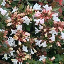 Abelia × Grandiflora 8 Abelia × Grandiflora -Herbalife Shop pl0000000003 card3 lg