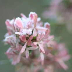 Abelia × Grandiflora 9 Abelia × Grandiflora -Herbalife Shop pl0000000003 card4 lg