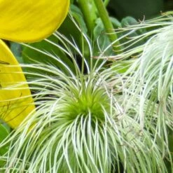 Clematis 'Bill MacKenzie' -Herbalife Shop pl0000000008 card2 lg