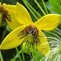 Clematis 'Bill MacKenzie' -Herbalife Shop pl0000000008 card3 lg