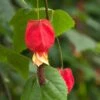 Abutilon Megapotamicum 2 Abutilon Megapotamicum -Herbalife Shop pl0000000017
