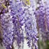 Wisteria Sinensis 2 Wisteria Sinensis -Herbalife Shop pl0000000028