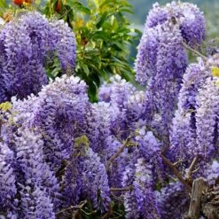 Wisteria Sinensis -Herbalife Shop pl0000000028 card3 lg