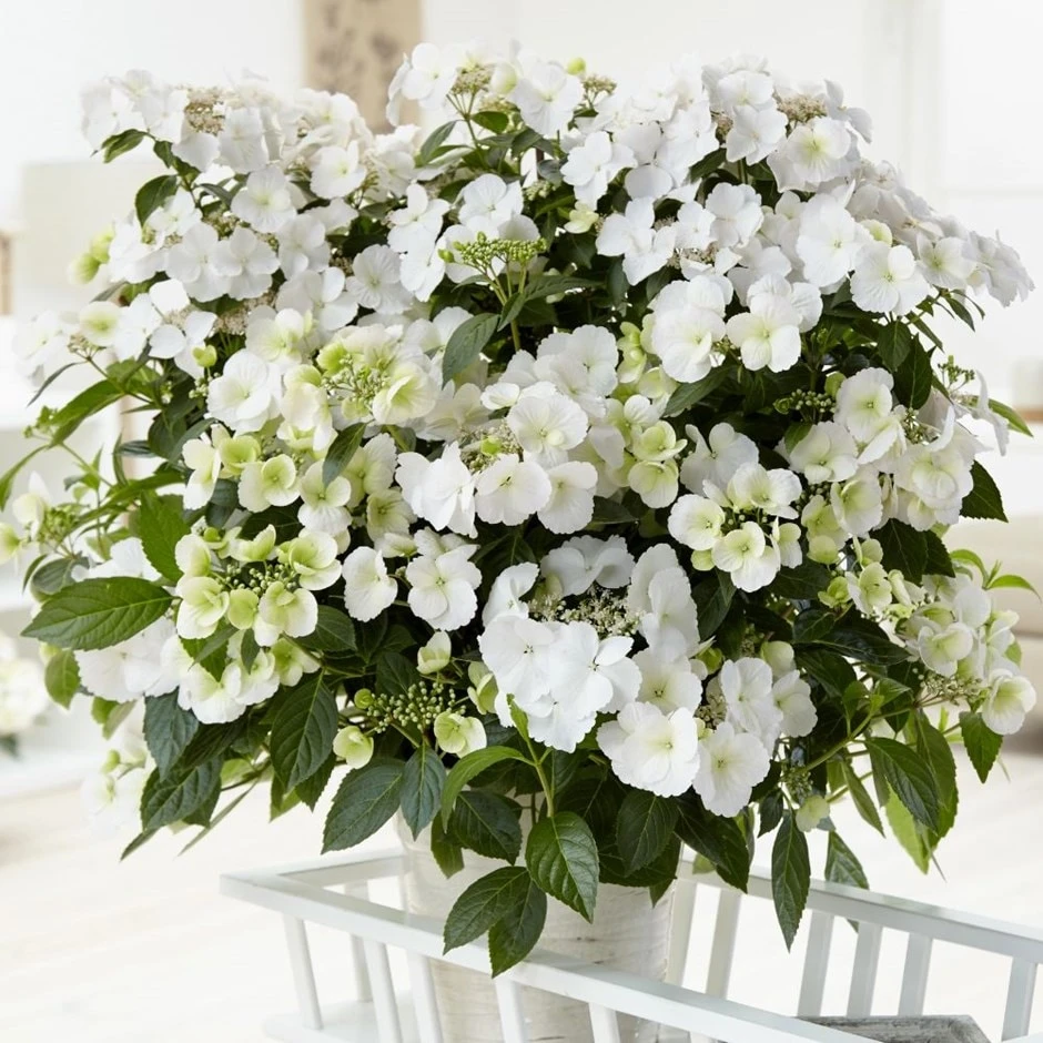 Hydrangea Runaway Bride Snow White ('USHYD0405') (PBR) 3 Hydrangea Runaway Bride Snow White ('USHYD0405') (PBR)