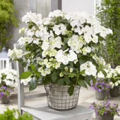 Hydrangea Runaway Bride Snow White ('USHYD0405') (PBR) 9 Hydrangea Runaway Bride Snow White ('USHYD0405') (PBR) -Herbalife Shop pl0000000032 card3 lg