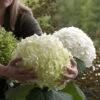 Hydrangea Arborescens Strong Annabelle ('Abetwo') (PBR) -Herbalife Shop pl0000000033