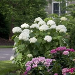 Hydrangea Arborescens Strong Annabelle ('Abetwo') (PBR) -Herbalife Shop pl0000000033 card2 lg