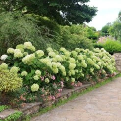 Hydrangea Arborescens Strong Annabelle ('Abetwo') (PBR) -Herbalife Shop pl0000000033 card3 lg