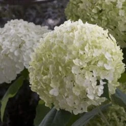 Hydrangea Arborescens Strong Annabelle ('Abetwo') (PBR) -Herbalife Shop pl0000000033 card4 lg