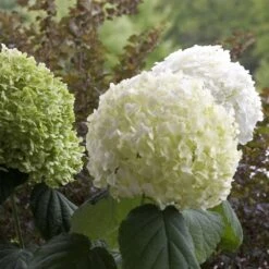 Hydrangea Arborescens Strong Annabelle ('Abetwo') (PBR) -Herbalife Shop pl0000000033 card5 lg