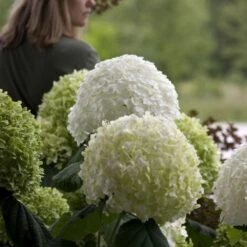 Hydrangea Arborescens Strong Annabelle ('Abetwo') (PBR) -Herbalife Shop pl0000000033 card6 lg