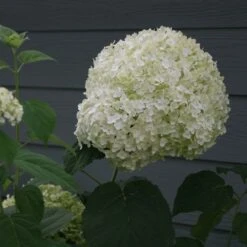 Hydrangea Arborescens Strong Annabelle ('Abetwo') (PBR) -Herbalife Shop pl0000000033 card7 lg