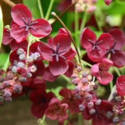 Akebia Quinata -Herbalife Shop pl0000000225 card3 lg