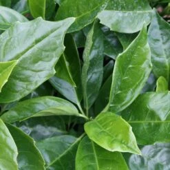 Aucuba Japonica 'Rozannie'