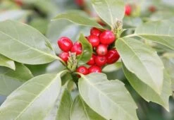 Aucuba Japonica 'Rozannie' -Herbalife Shop pl0000000277 card3 lg