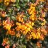 Berberis Darwinii -Herbalife Shop pl0000000299