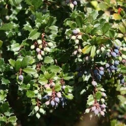 Berberis Darwinii 7 Berberis Darwinii -Herbalife Shop pl0000000299 card3 lg