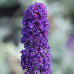 Buddleja Davidii 'Black Knight' 9 Buddleja Davidii 'Black Knight' -Herbalife Shop pl0000000413 card3 lg