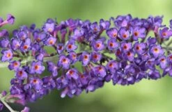 Buddleja Davidii 'Black Knight' 10 Buddleja Davidii 'Black Knight' -Herbalife Shop pl0000000413 card4 lg