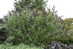 Buddleja Davidii 'Black Knight' 11 Buddleja Davidii 'Black Knight' -Herbalife Shop pl0000000413 card5 lg