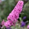 Buddleja 'Pink Delight' -Herbalife Shop pl0000000421