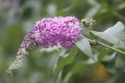 Buddleja 'Pink Delight' -Herbalife Shop pl0000000421 card4 lg
