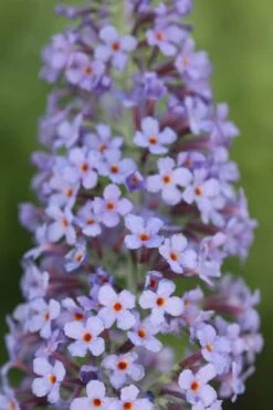 Buddleja 'Lochinch' 6 Buddleja 'Lochinch' -Herbalife Shop pl0000000426 card2 lg