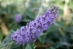 Buddleja 'Lochinch' 7 Buddleja 'Lochinch' -Herbalife Shop pl0000000426 card3 lg