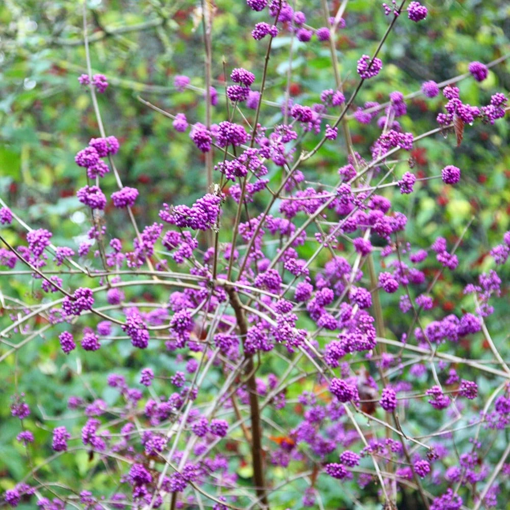 Callicarpa Bodinieri Var. Giraldii 'Profusion' 4 Callicarpa Bodinieri Var. Giraldii 'Profusion' - Image 2