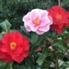 Camellia Japonica 'Lady Vansittart' -Herbalife Shop pl0000000619