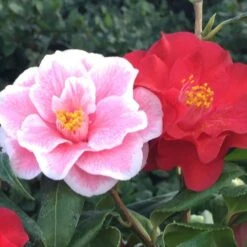Camellia Japonica 'Lady Vansittart' -Herbalife Shop pl0000000619 card2 lg