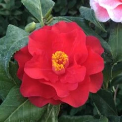 Camellia Japonica 'Lady Vansittart' -Herbalife Shop pl0000000619 card3 lg