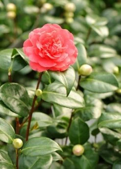 Camellia × Williamsii 'Anticipation' -Herbalife Shop pl0000000635 card2 lg