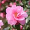 Camellia × Williamsii 'Donation' 2 Camellia × Williamsii 'Donation' -Herbalife Shop pl0000000636