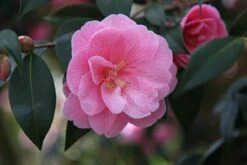 Camellia × Williamsii 'Donation' -Herbalife Shop pl0000000636 card3 lg