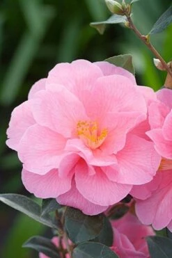 Camellia × Williamsii 'Donation' -Herbalife Shop pl0000000636 card4 lg