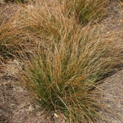 Carex Testacea