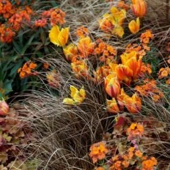 Carex Testacea -Herbalife Shop pl0000000688 card3 lg