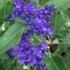 Caryopteris × Clandonensis 'Heavenly Blue' -Herbalife Shop pl0000000699