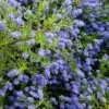 Ceanothus 'Concha' -Herbalife Shop pl0000000714
