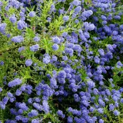 Ceanothus 'Concha'