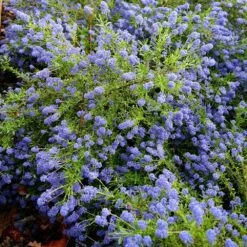 Ceanothus 'Concha' -Herbalife Shop pl0000000714 card3 lg