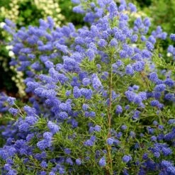 Ceanothus 'Concha' -Herbalife Shop pl0000000714 card4 lg