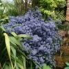 Ceanothus 'Puget Blue' 2 Ceanothus 'Puget Blue' -Herbalife Shop pl0000000721