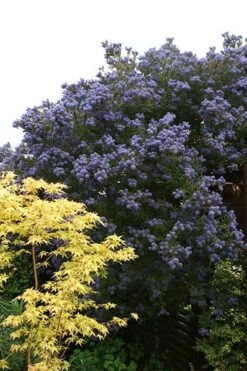 Ceanothus 'Puget Blue' -Herbalife Shop pl0000000721 card3 lg