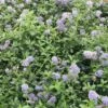Ceanothus Thyrsiflorus Var. Repens 2 Ceanothus Thyrsiflorus Var. Repens -Herbalife Shop pl0000000727