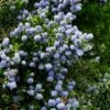 Ceanothus 'Skylark' 1 Ceanothus 'Skylark' -Herbalife Shop pl0000000728