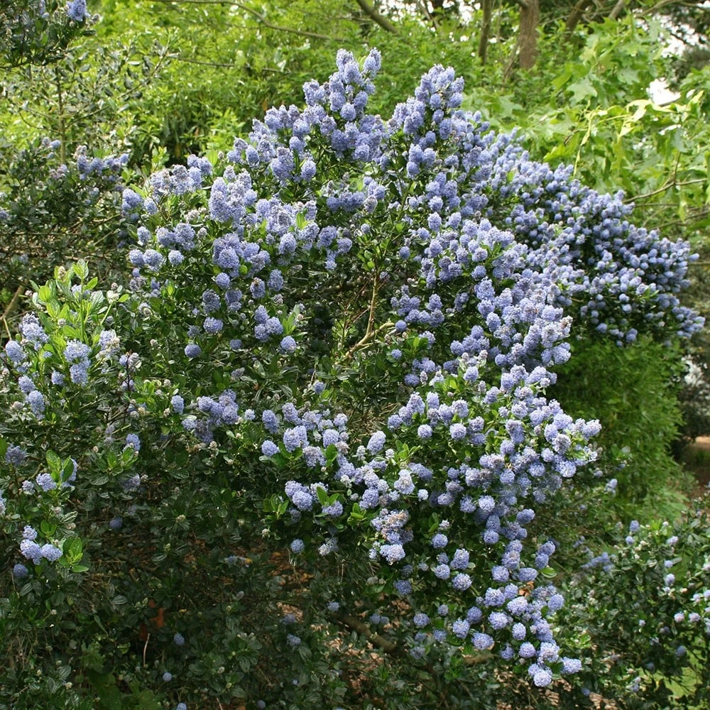 Ceanothus 'Skylark' 4 Ceanothus 'Skylark' - Image 2
