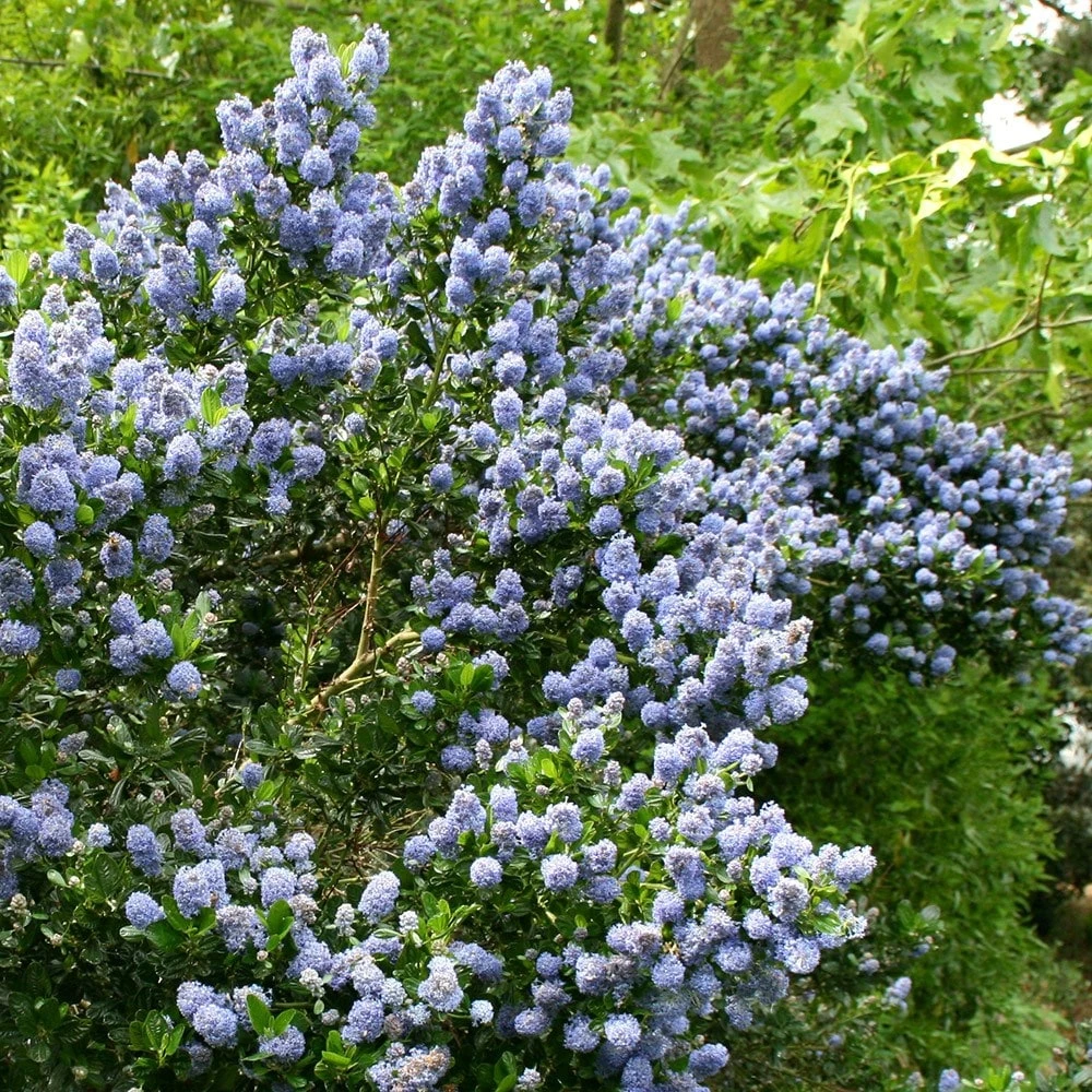 Ceanothus 'Skylark' 5 Ceanothus 'Skylark' - Image 3
